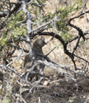 Scaled Quail 5936